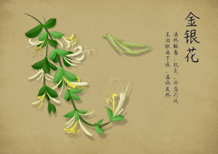 摄图网_400958272_中药手绘（非企业商用）.jpg